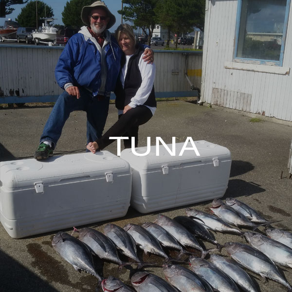 Experience the Tuna Frenzy!